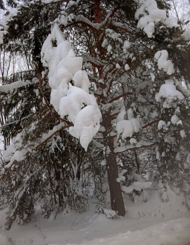 Природа снег - Светлана Мишенёва