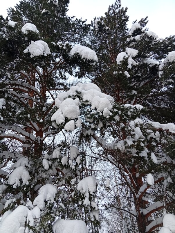 Природа - Светлана Мишенёва