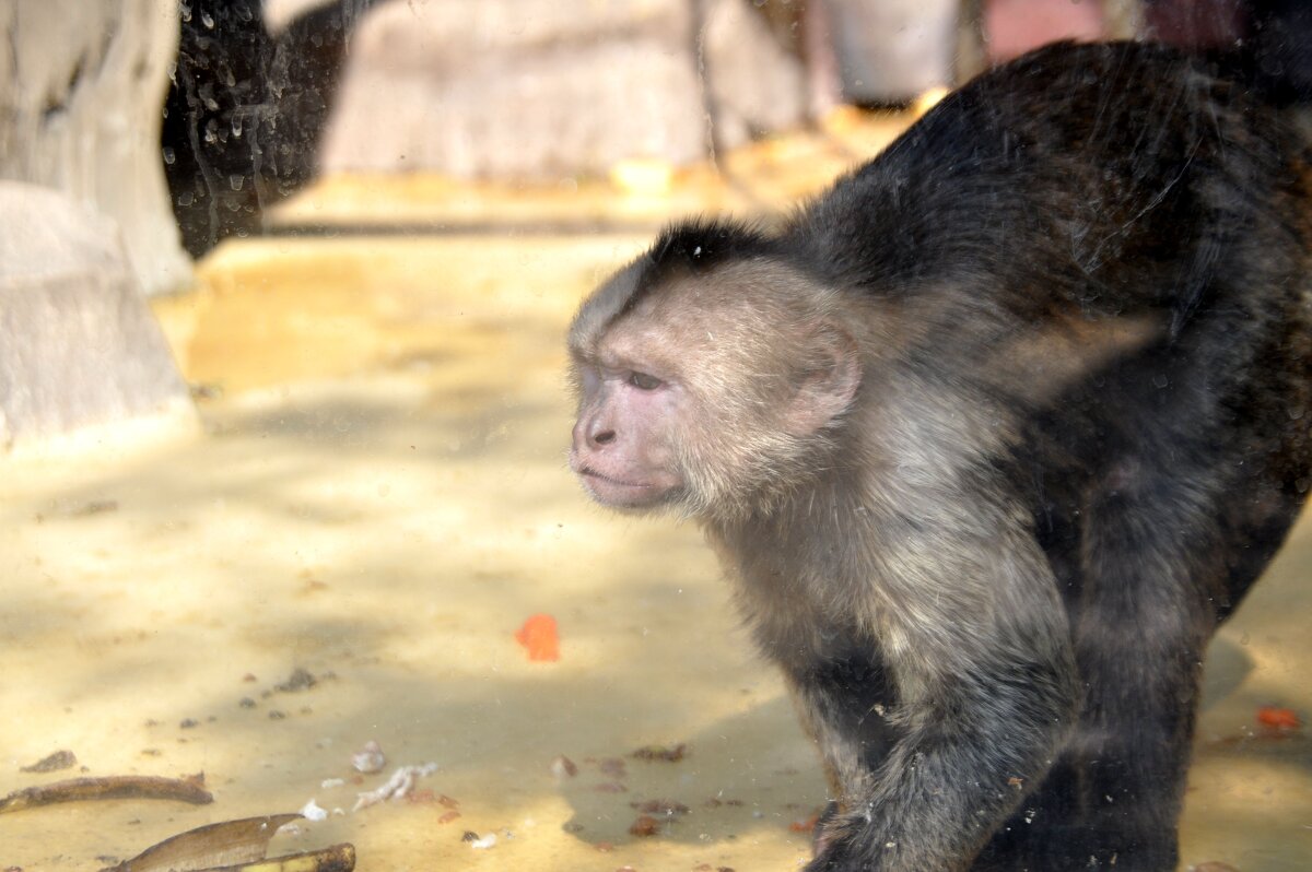 Зоопарк - N_WORon 