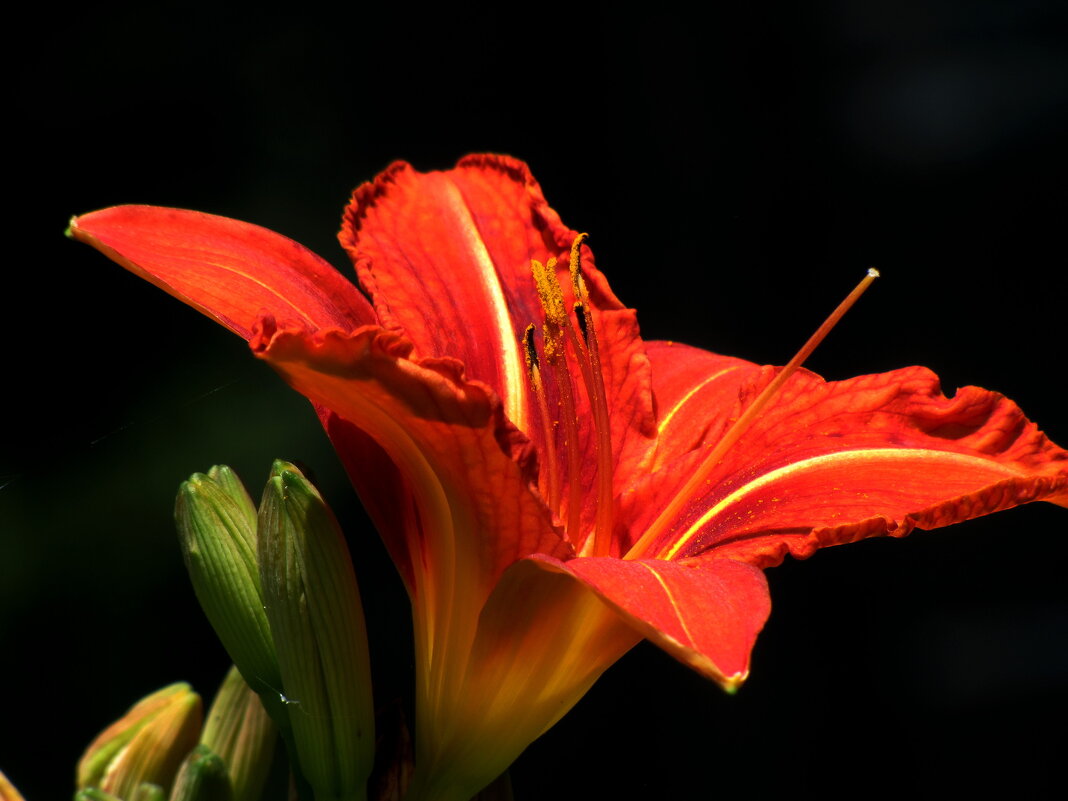 Лилия... - Татьяна Гнездилова