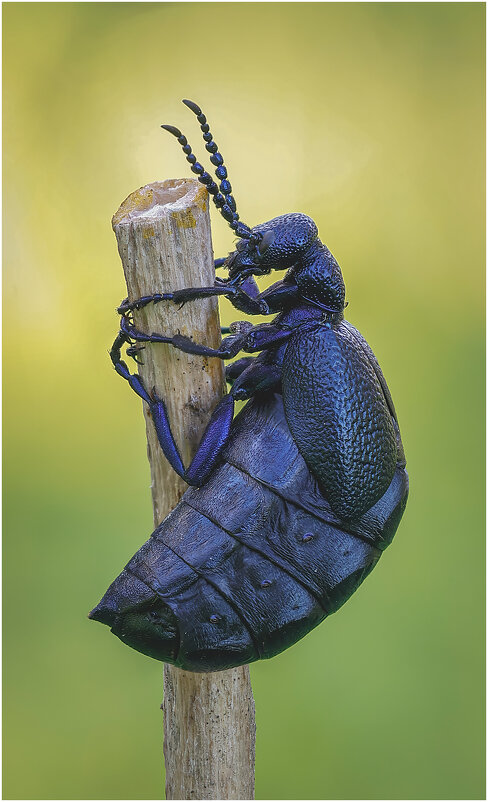 Жук Майка (Meloe). - Александр Григорьев