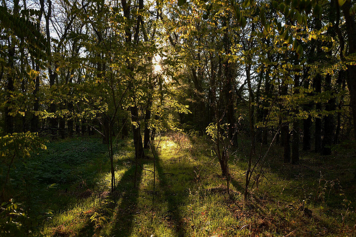 Утро в лесу... - Надежда Куркина 