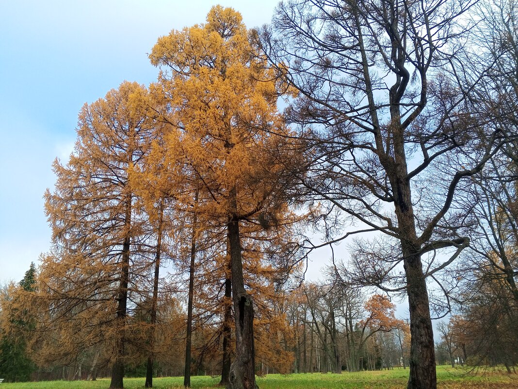 Осень - Сапсан 