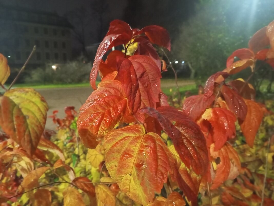 Осень - Сапсан 