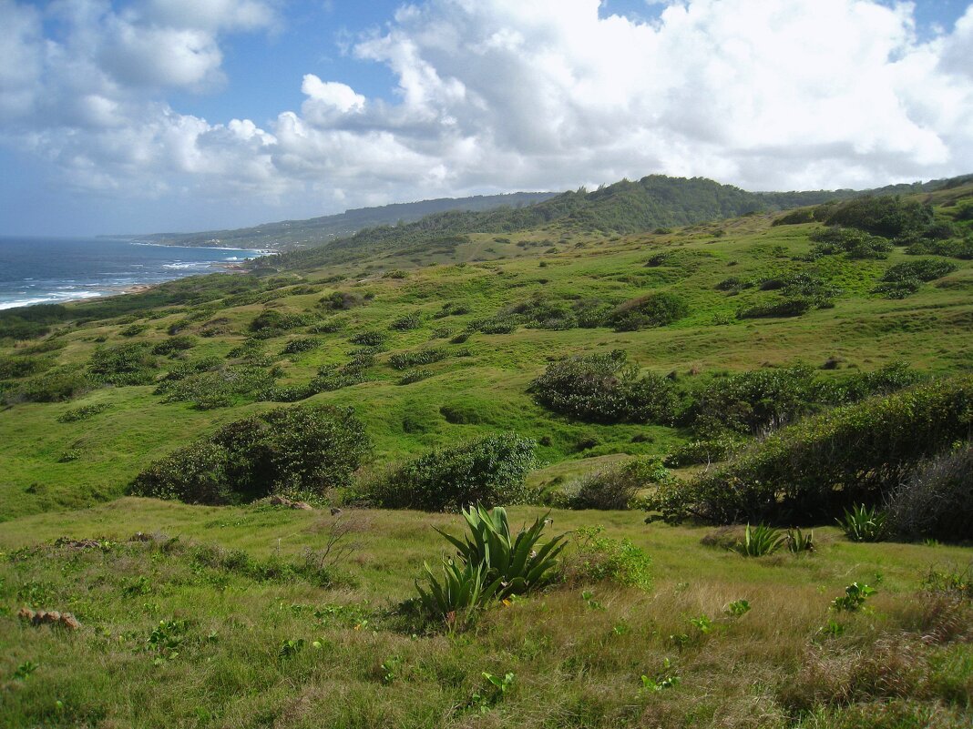 Кусочек острова Барбадос. - unix (Илья Утропов)