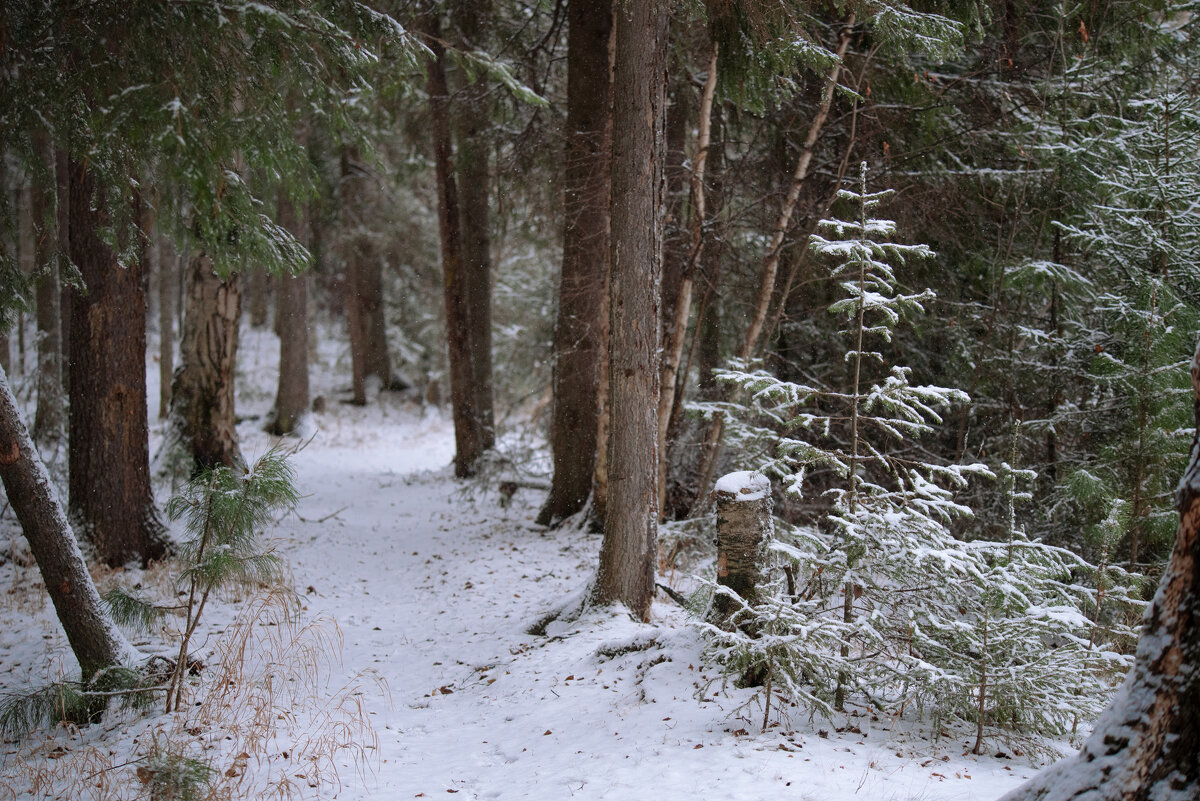 Зимний лес - Михаил Славный