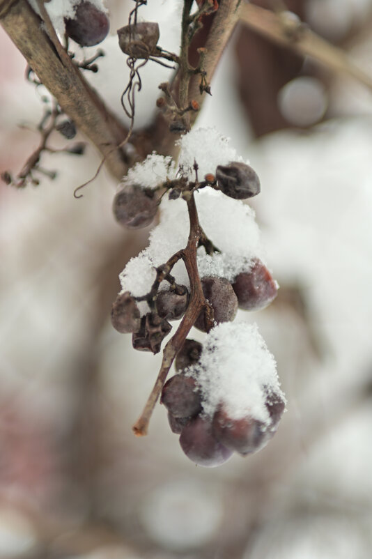 . - Константин Сафронов