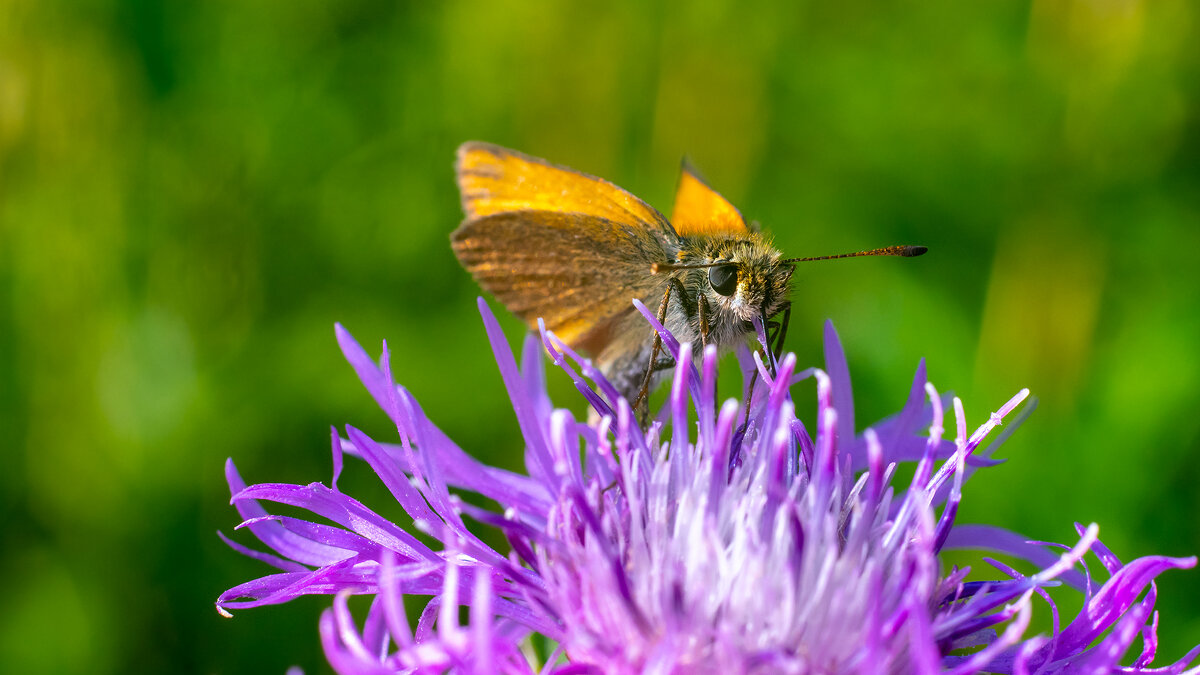 Бражник - Владимир Лазарев
