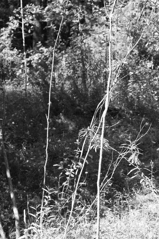 Фотография - Денис Безногов