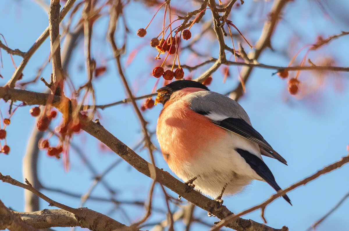 Вкусные яблочки - Виктор Иванович Чернюк
