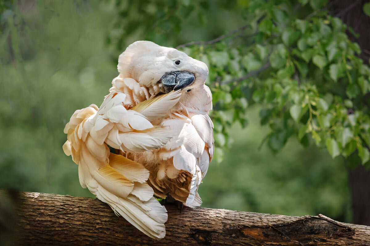 Какаду - SanSan 