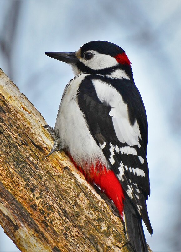 Дятел - Константин Анисимов