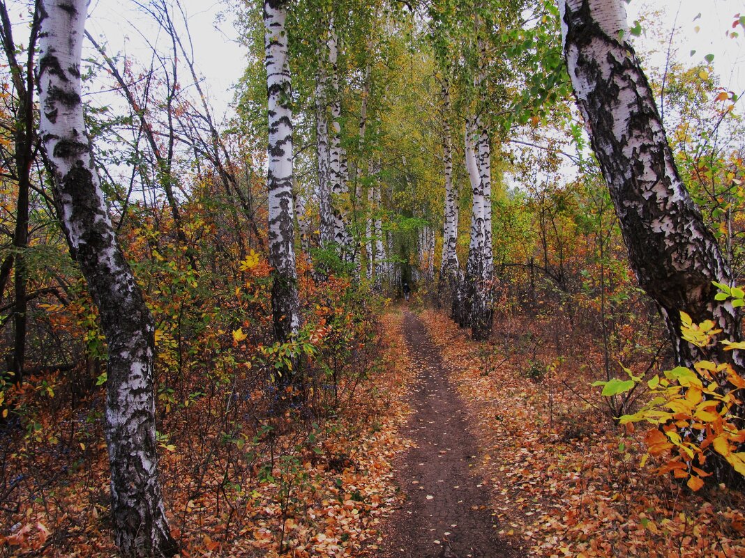 прогулка в берёзовой аллее - Елена Шаламова