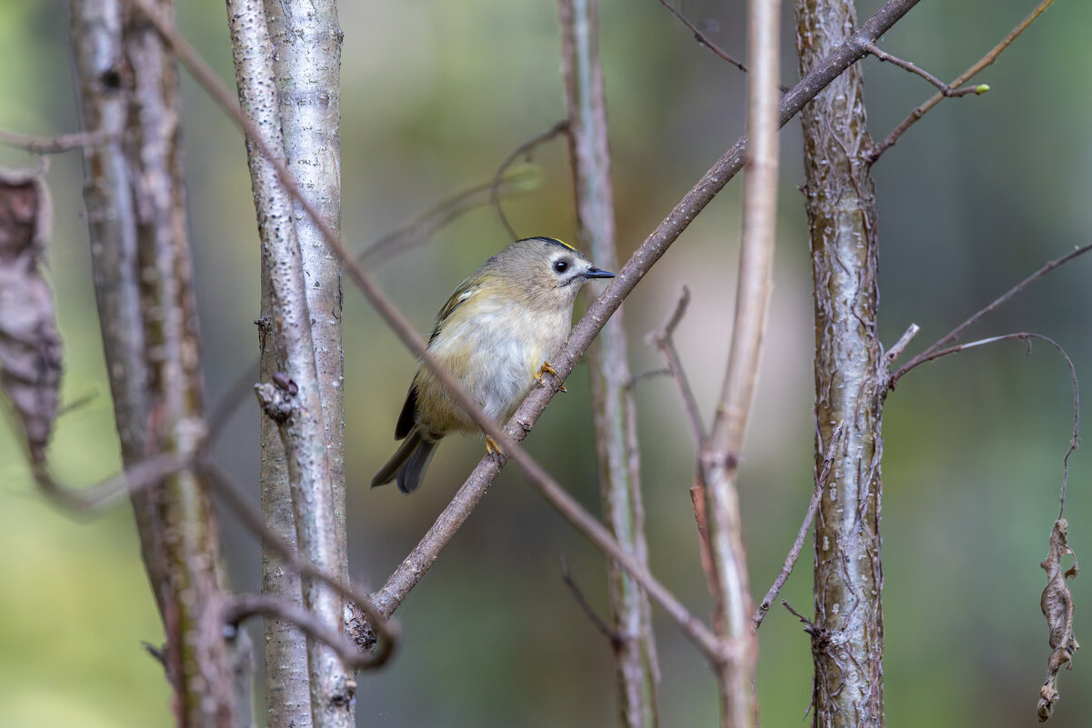 желтоголовый королек. - юрий макаров