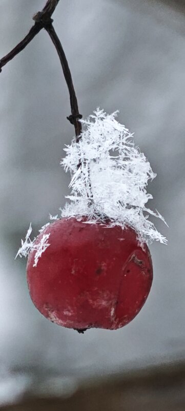 Калина в снежинках - Наталия 
