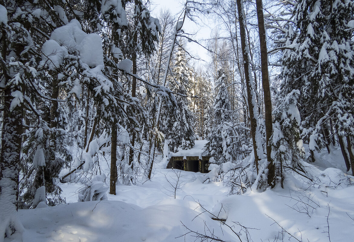 Мороз и снег закутали ручей - Сергей Цветков
