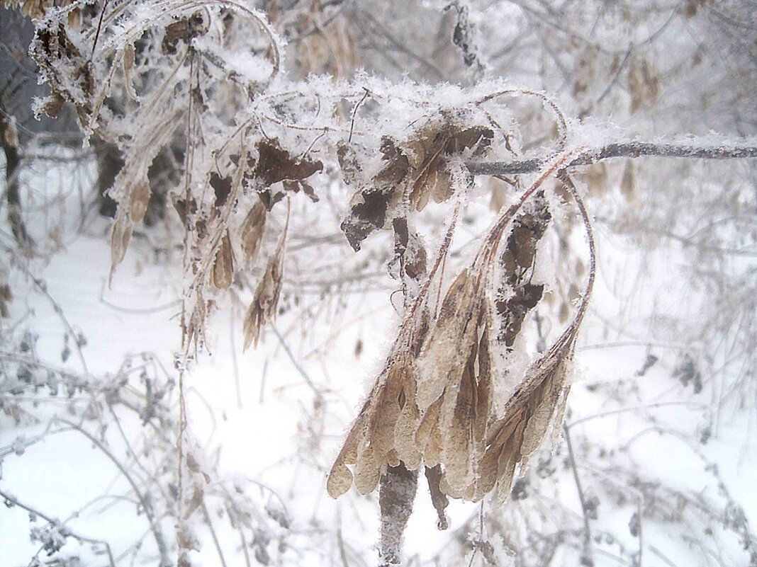А пока еще зима - Елена Семигина