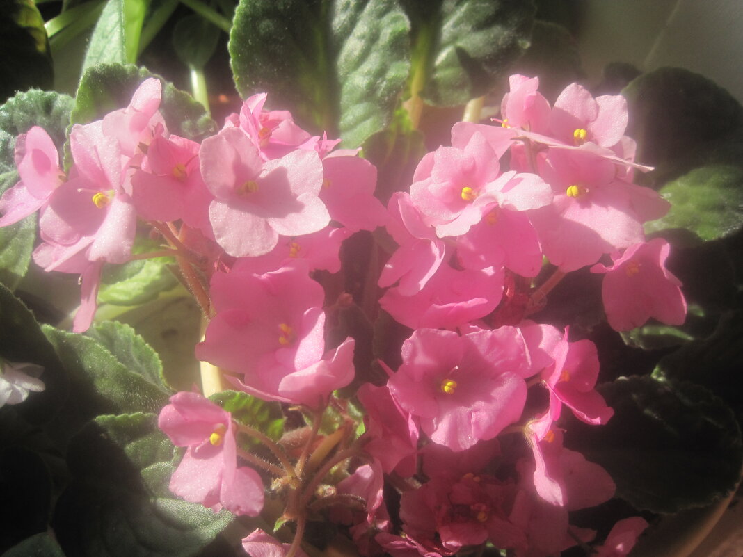 Фиалка - Елена Семигина