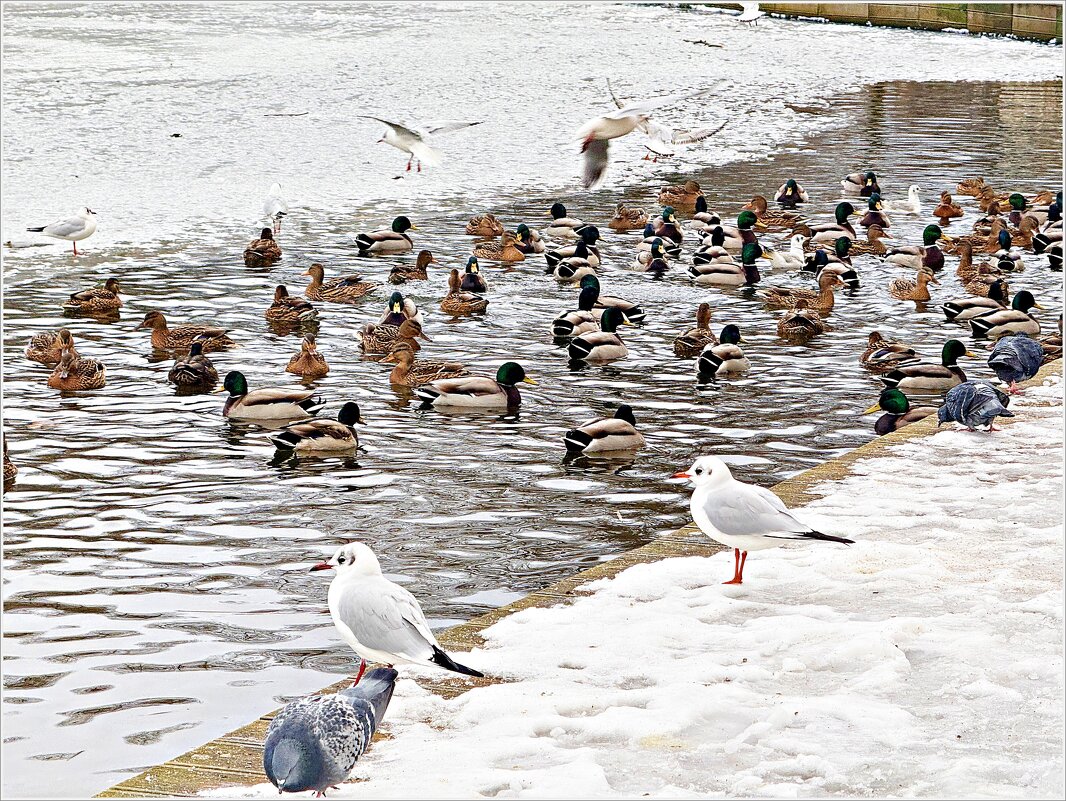 Птицы зимой. - Валерия Комова