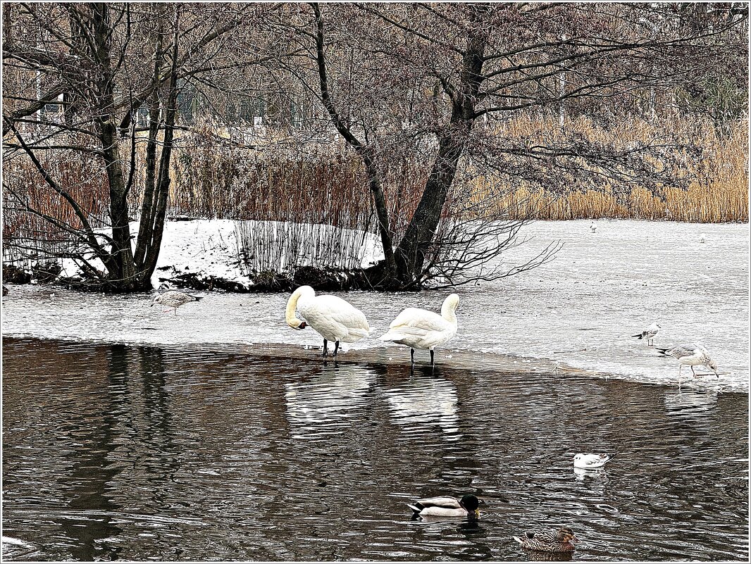 В зимнем парке. - Валерия Комова