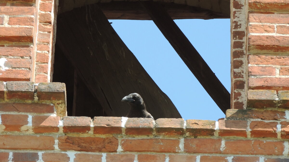 хранитель - Владимир Ч