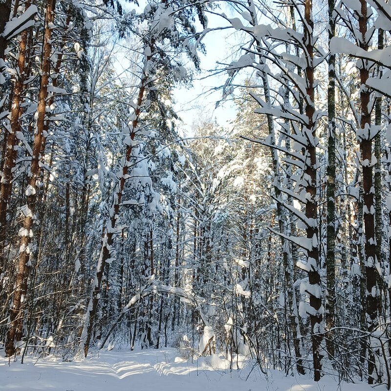 в заснеженном лесу - Владимир 