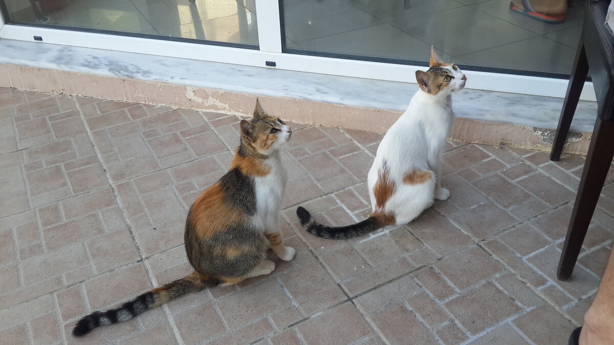 ждут корм - Владимир 