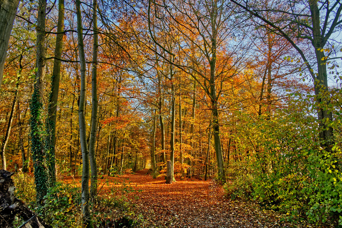 Осенний парк - Jakob Dick