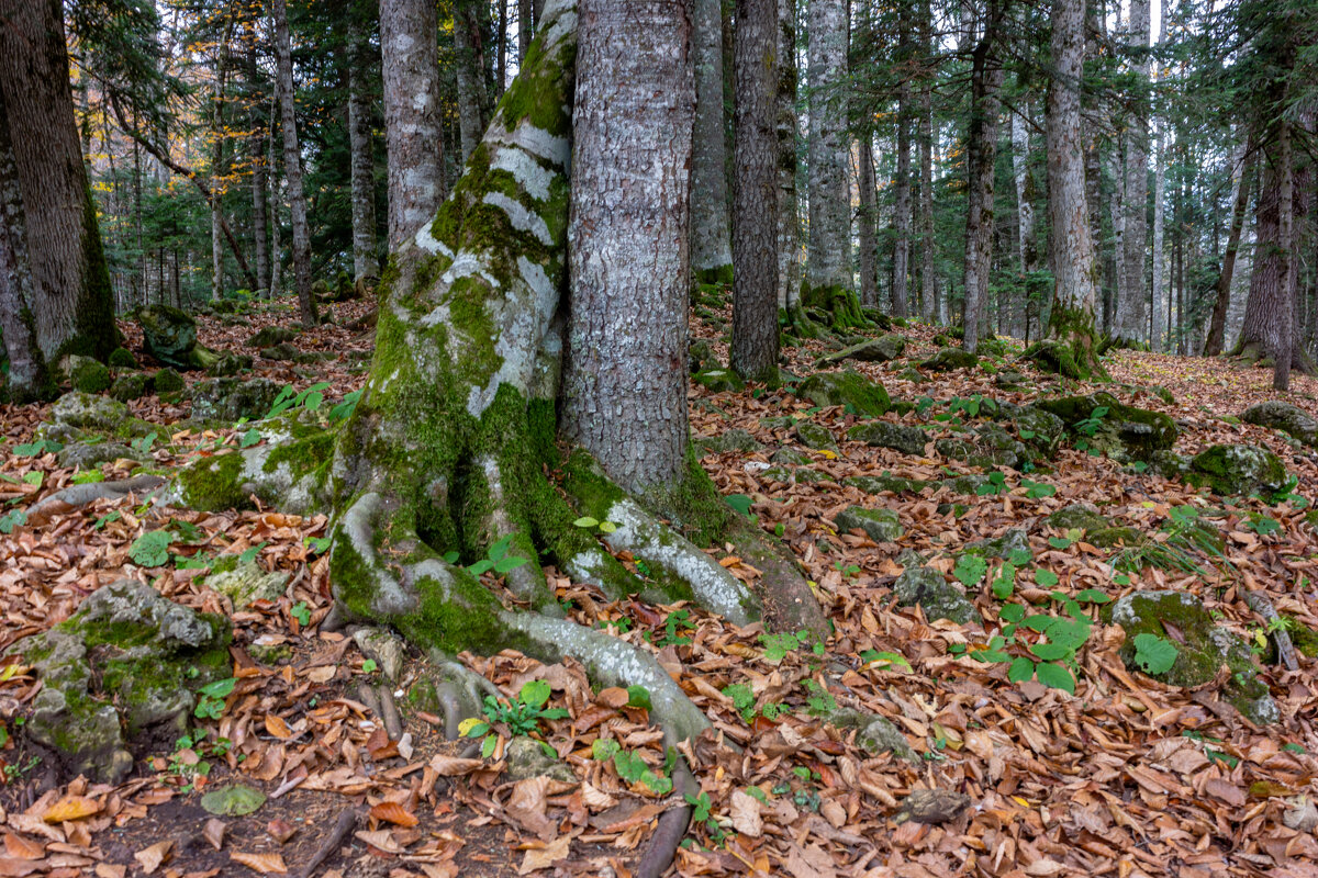 Адыгея.Горы.Лес. - ирина )))
