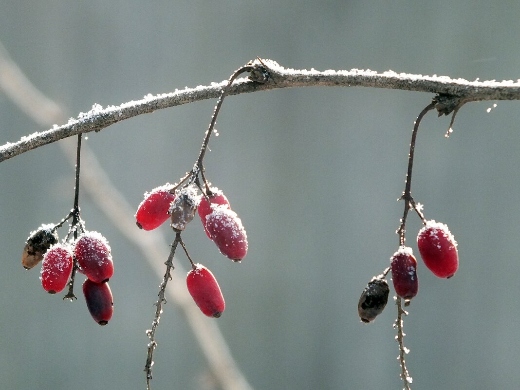 ** - Зоя Мишина