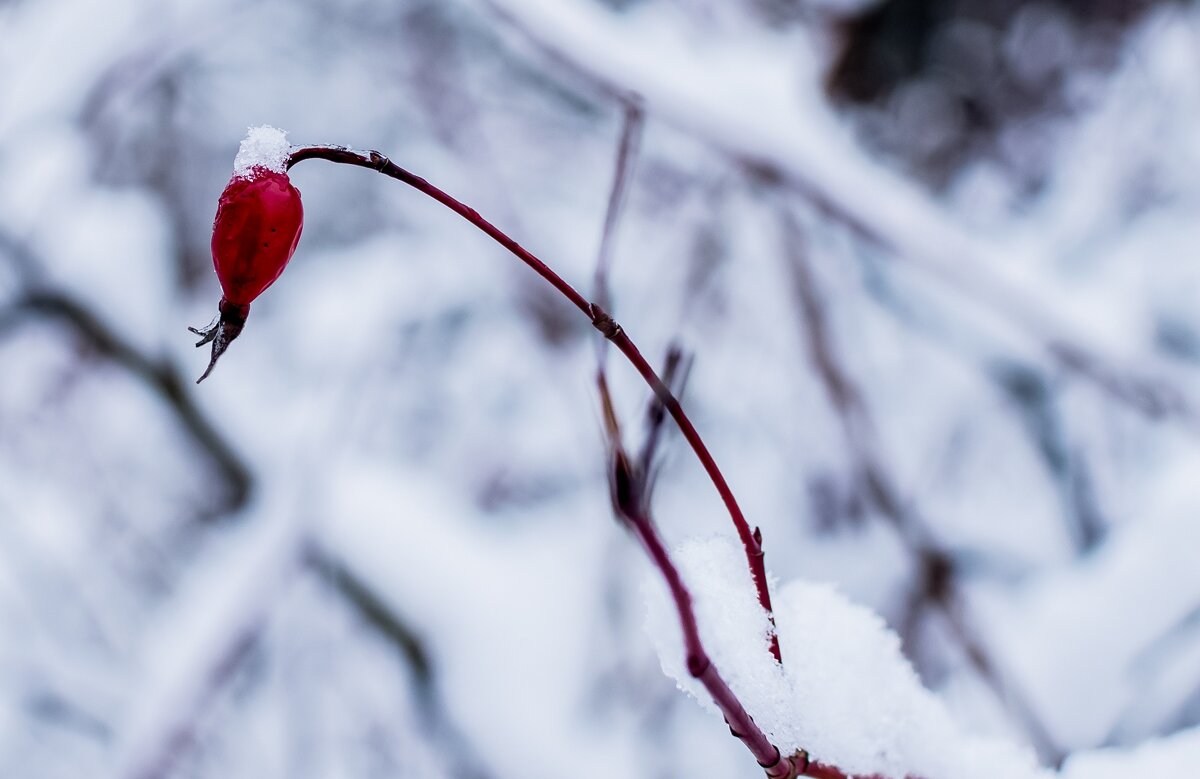 *** - Андрей Андрианов