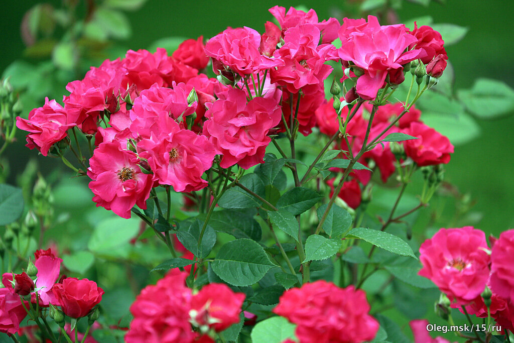 они на радость нам даны - Олег Лукьянов