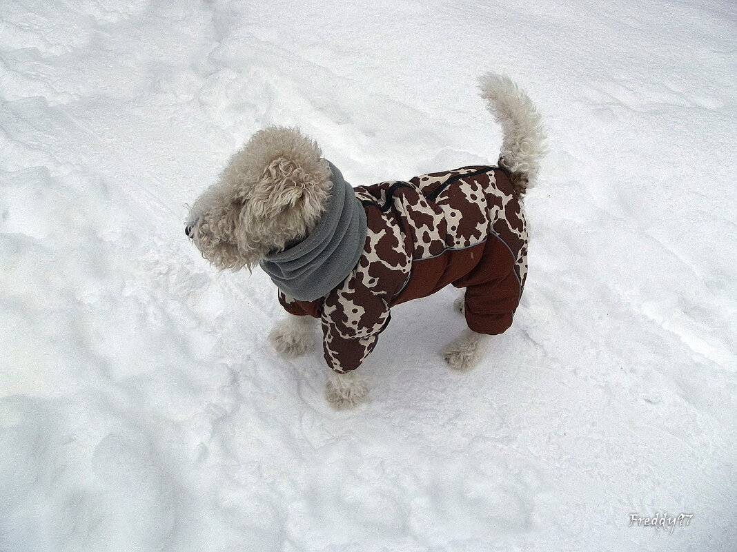 Шерри - Freddy 97