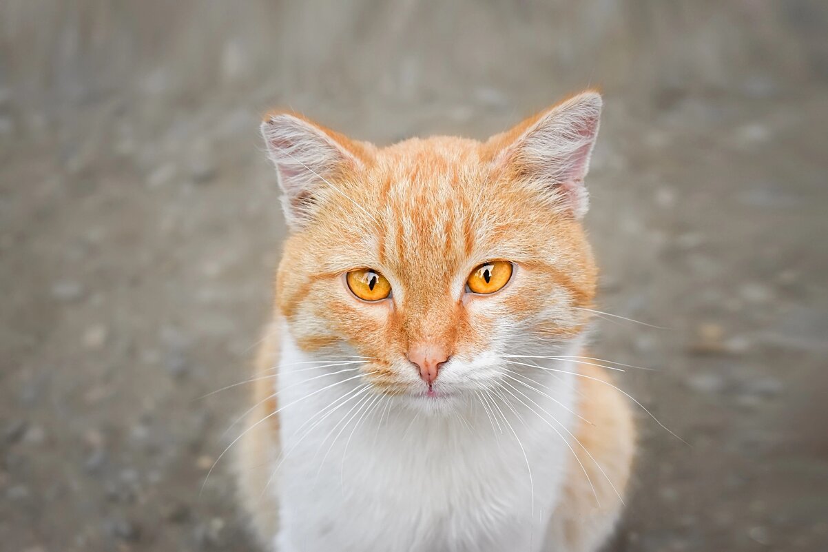 Рыжуля - Дарья Шуклина