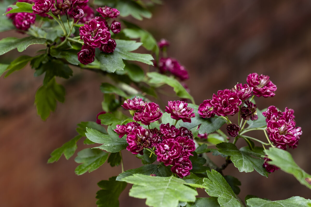 Весна не за горами 3 - Николай 