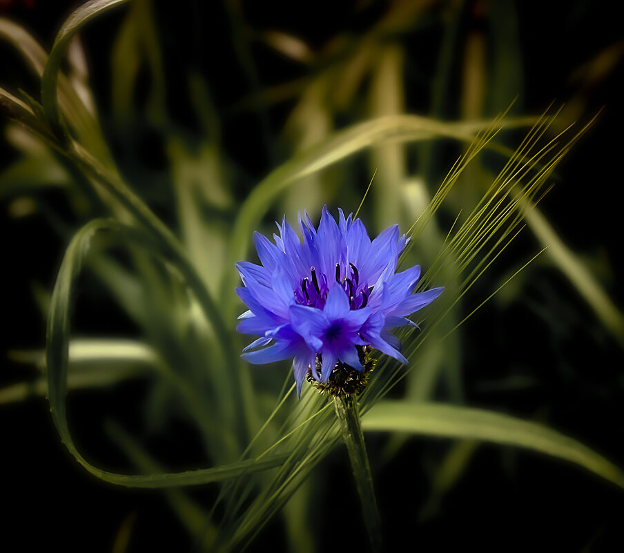 Василёк полевой - Valziwa 