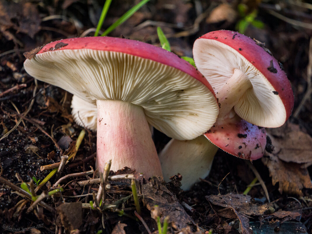 Городских сыроежек веселая семейка) - Николай Зиновьев