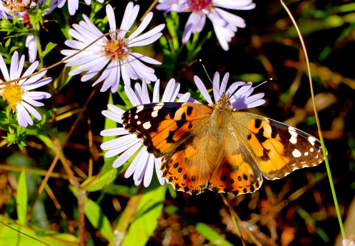 опять про бабочек...417 - Александр Прокудин