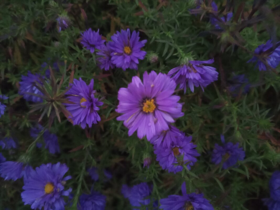 Астра - Сапсан 