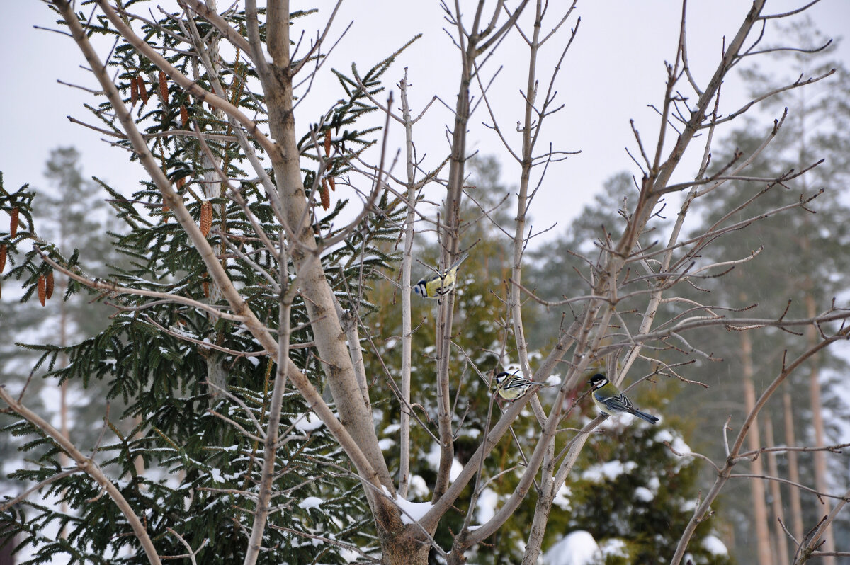 Птички - невелички - Татьяна Машошина