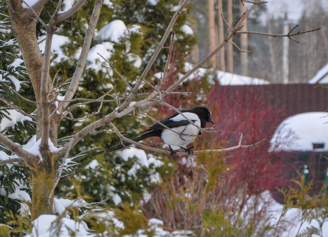 Прилетела подкормиться - Татьяна Машошина