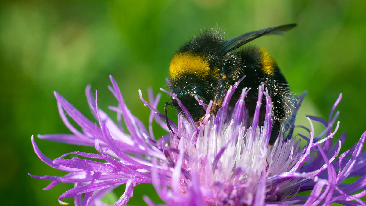 Летнее макро. Пчела - Владимир Лазарев