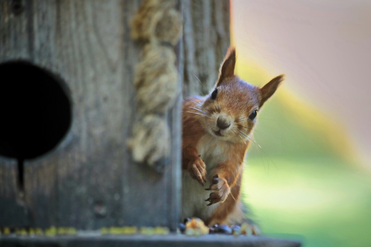 А квартиранты съехали? - Татьяна Бравая