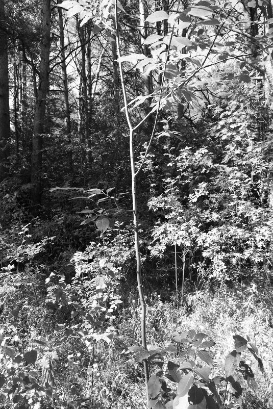 Фотография - Денис Безногов