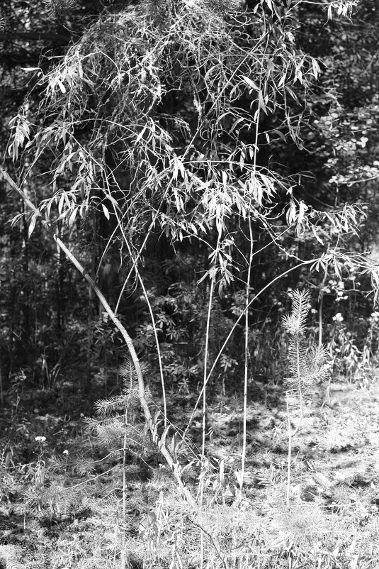 Фотография - Денис Безногов