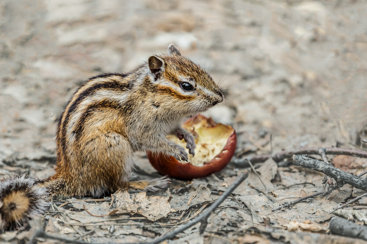 Бурундук - SanSan 