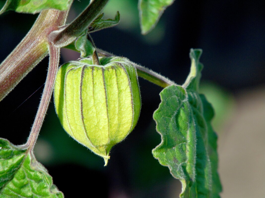 Физалис. - nadyasilyuk Вознюк