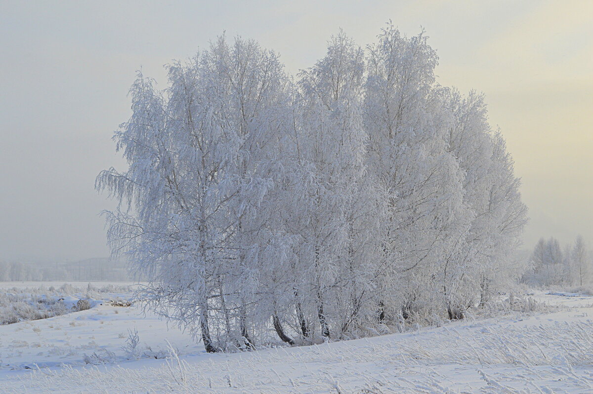 Берёзки - Татьяна Лютаева
