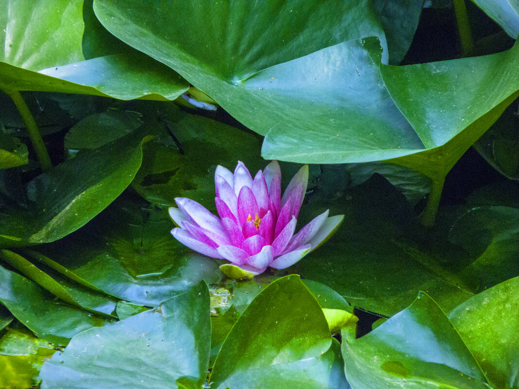 Розовая  лилия - Валентин Семчишин