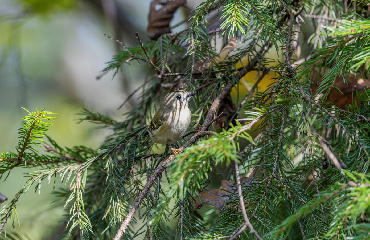 желтоголовый королек. - юрий макаров